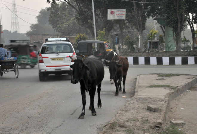 Stray cattle rule city roads, civic body looks other way