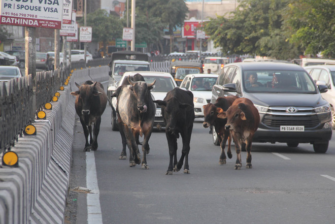 MC collects cow cess, fails to check stray cattle menace