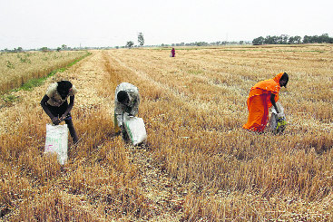 Farmers seek relief for basmati growers for not burning stubble