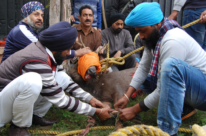 Rescued from Company Bagh, sambar dies on way to forest