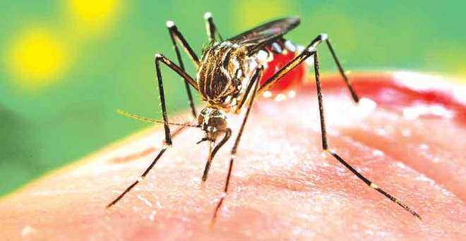Malaria carrying mosquitoes sense insecticide with leg proteins: Study