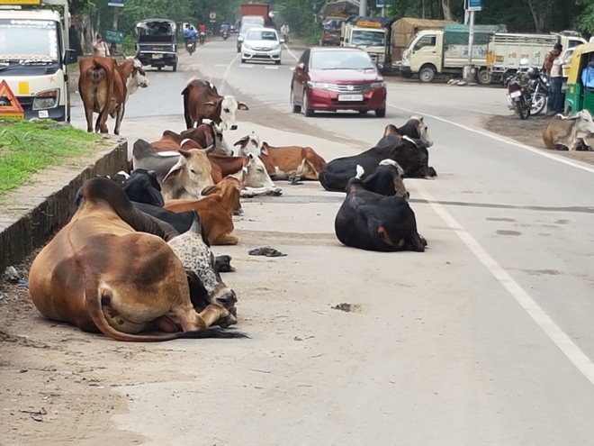 No end to stray cattle menace in Dera Bassi, 2 killed in 3 months