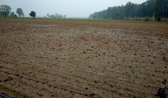 Rain pangs: Farmers face problem in wheat sowing