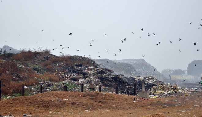 Despite NGT orders, MC fails to start garbage remediation
