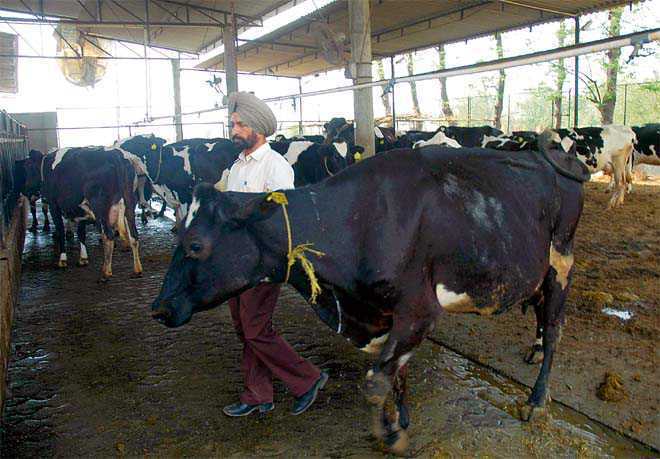 No fear of FMD in Mohali, says Animal Husbandry official