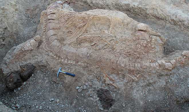 Oldest fossils of animal gut found