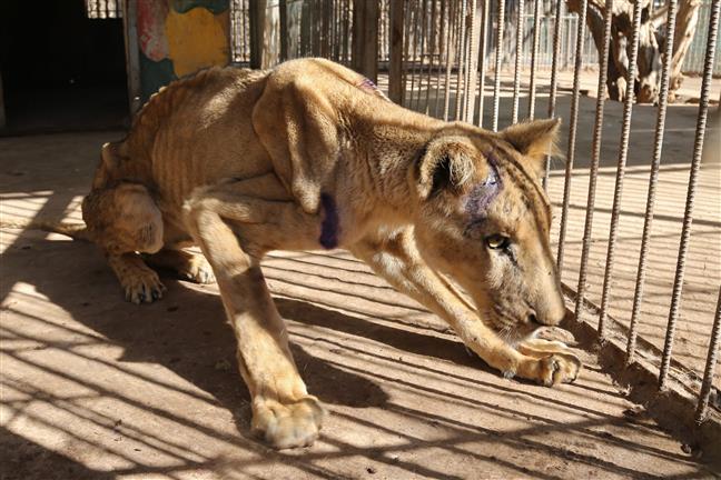 In pictures: Malnourished African lions cause global outrage; online campaign launched