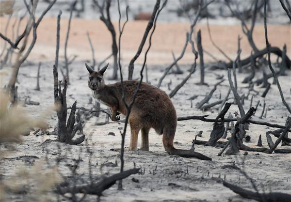 Australia’s flame-scarred Kangaroo Valley calls for tourists to return
