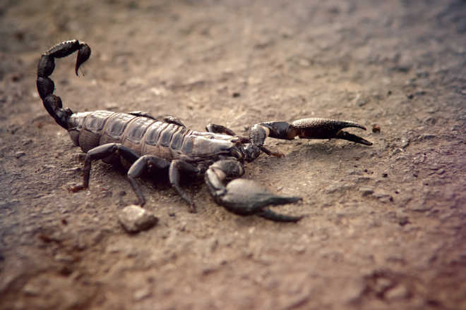 Oldest scorpion fossil found, sheds light on how creatures adapted to land