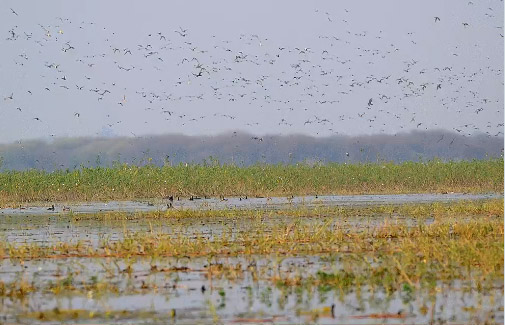 10 more Indian wetlands get Ramsar site tag