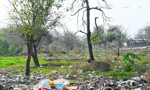 100 trees face axe for road to Mohali