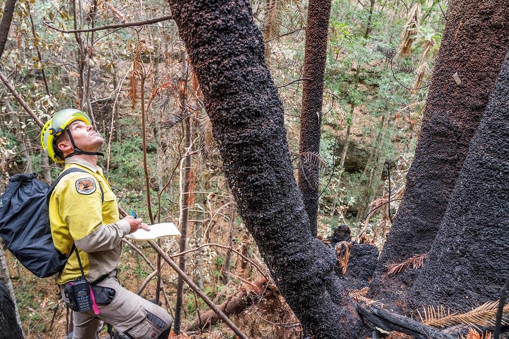 Australian firefighters save world's only rare dinosaur trees