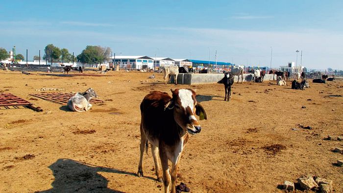 500 Hisar sanctuary cows die in 1 month