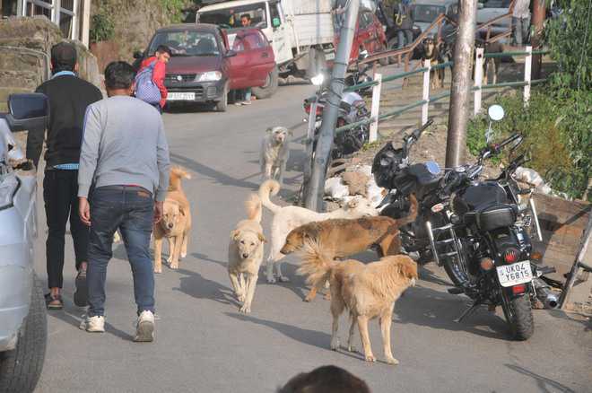 Stray dogs may have a natural ability to understand human gestures