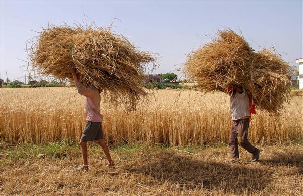 Pakistan approves import of 3,00,000 tonnes of wheat to meet flour shortage