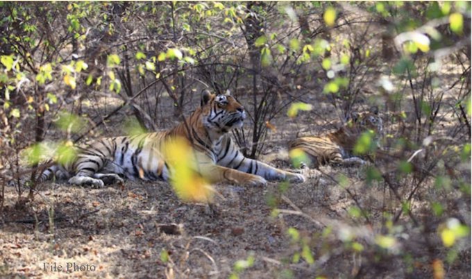 Tiger that raised orphan cubs dies, Rajasthan CM calls it ‘sad news’