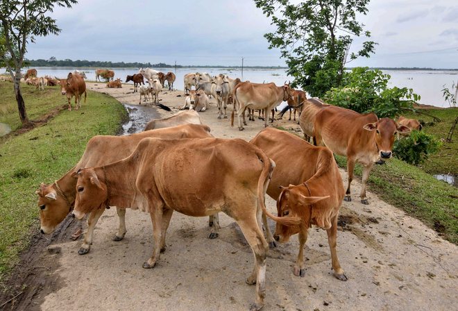 Govt not responsible for fatal mishaps due to stray cattle: HC