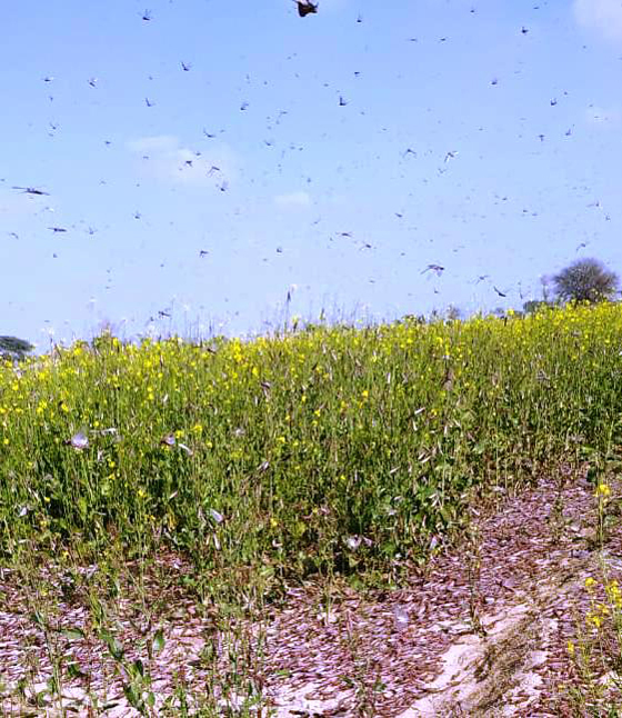 Punjab on alert after locusts hit wheat crop in Rajasthan, Pakistan