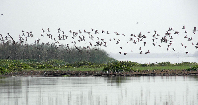 Harike sanctuary put on alert over bird flu threat