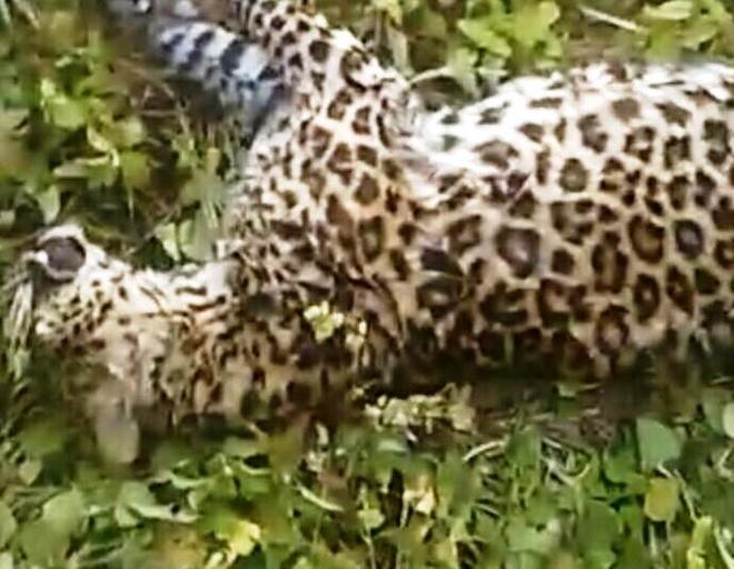Leopard found dead in Nurpur village well