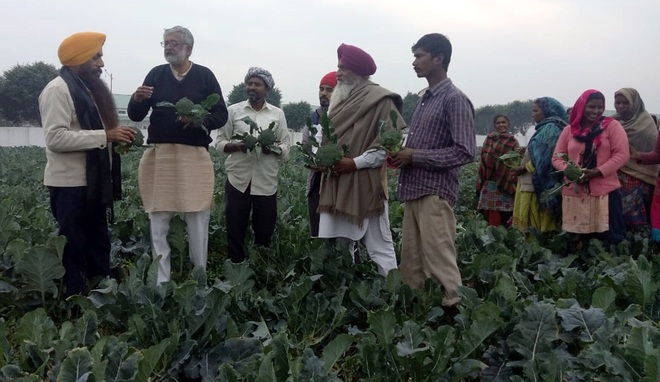 Moga farmer finds fortune in cultivation of broccoli