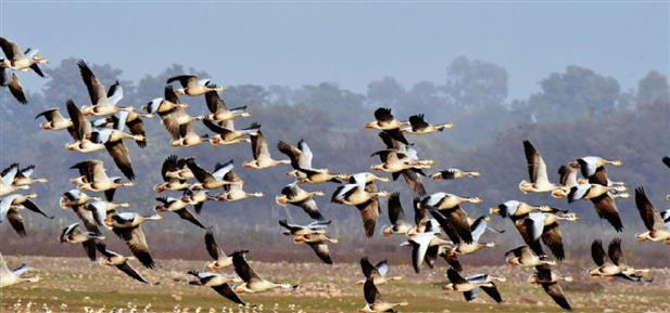 Pong Dam Lake buzzing with migratory birds