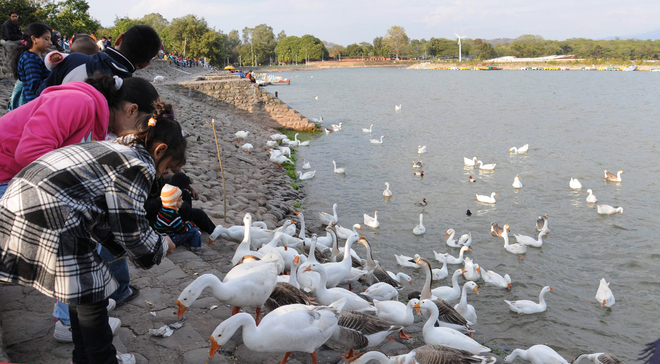 6 yrs on, ducks to charm visitors at Sukhna Lake once again