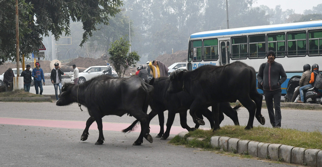 Letting animals loose on city roads to invite Rs20K fine