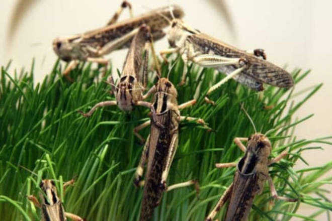 Locust attacks crops near Abohar