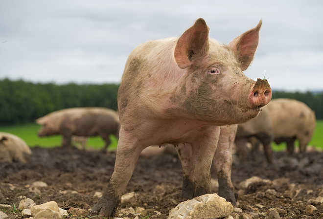 Scientists reveal potential of swine coronavirus jumping from animals to people