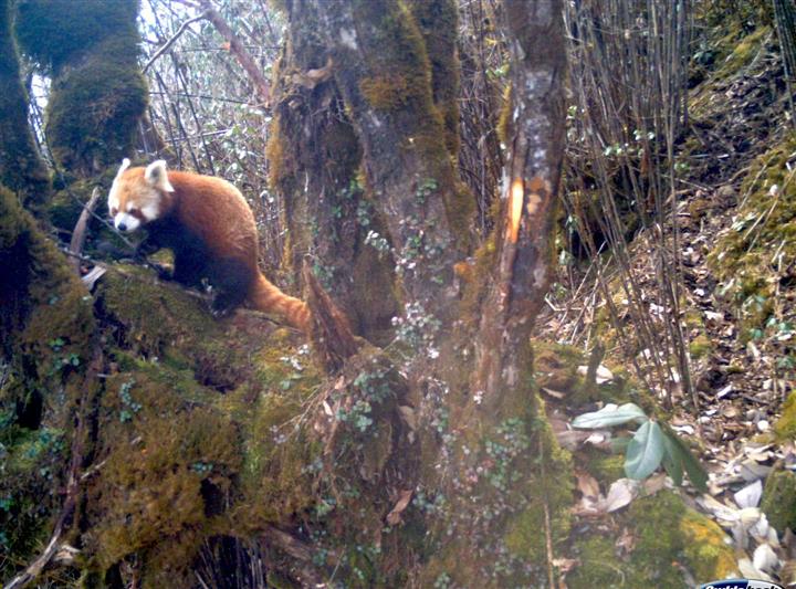 Red Panda photographed for first time at Arunchal’s Chug Valley
