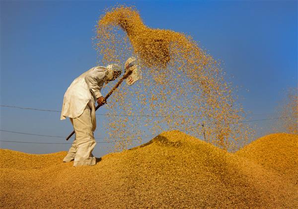 Agri exports rise 43.4 pc in April-Sept: Govt