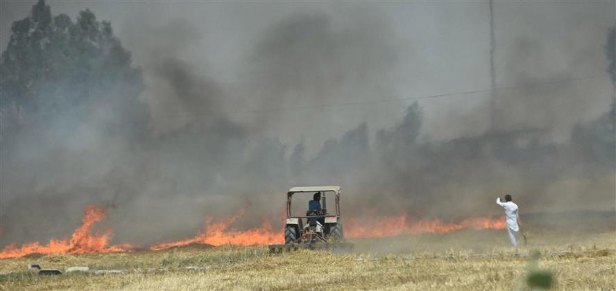 Stubble-burning cases rise 5 times in Punjab