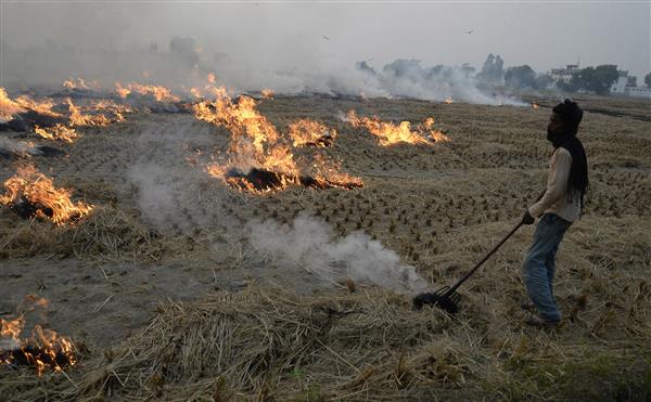 Early harvest, labour unavailability due to pandemic led to more farm fires this time, say officials