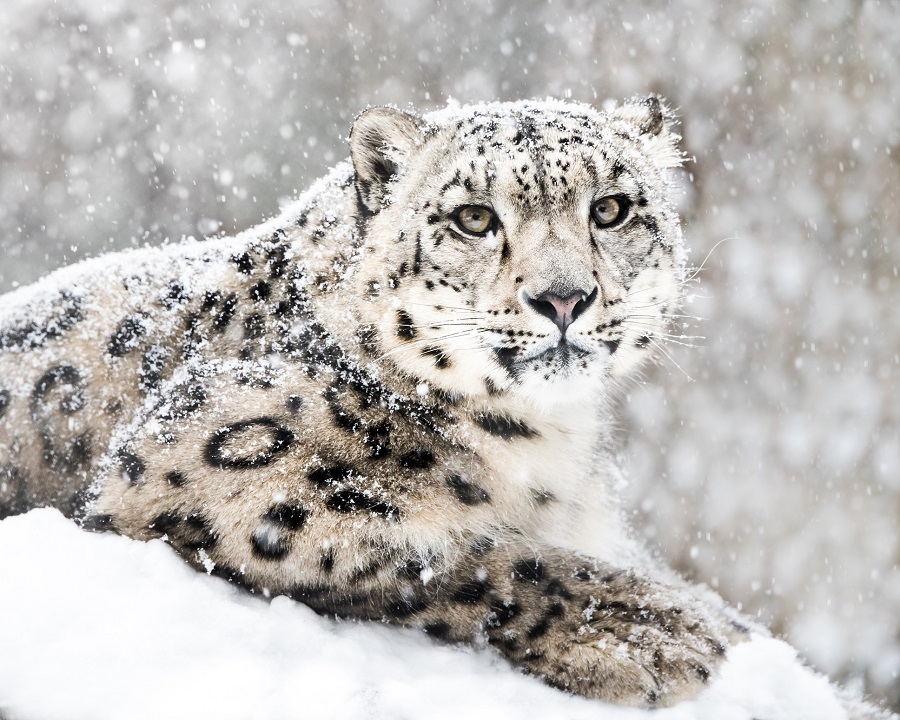 Rare snow leopards spotted in China