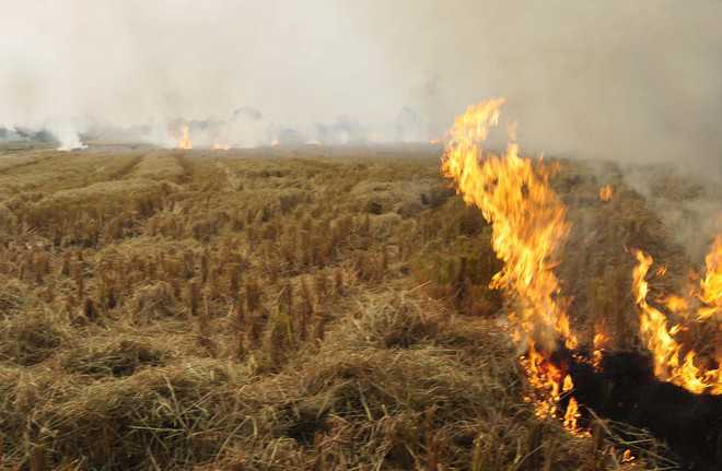 Stubble burning: 25 FIRs registered in Mansa; farmers demand immediate cancellation