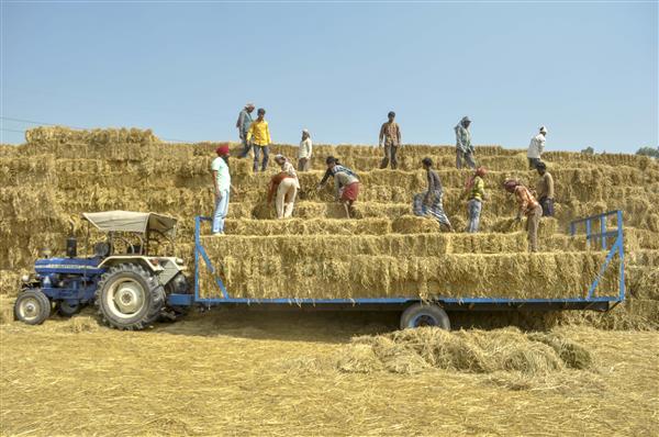 Govt procures over 11 lakh tonnes paddy at MSP in last 10 days