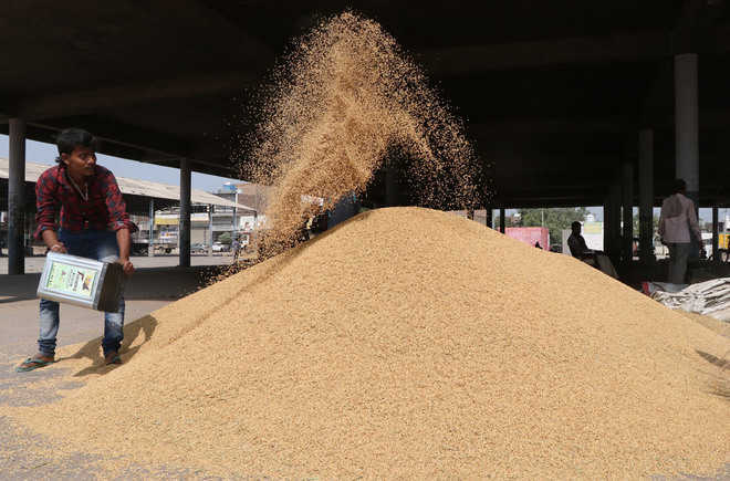 Traders buying paddy from UP, selling it in Punjab mandis