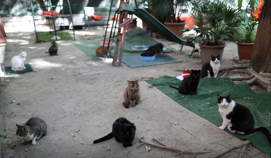 Catalan cat shelter gets smart to help COVID orphans