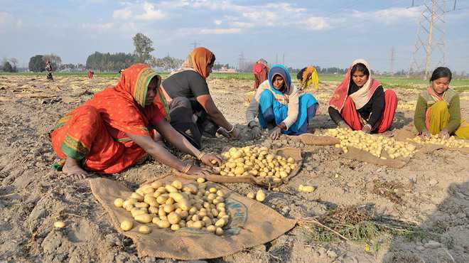 Potato prices may soar,  high temperature to blame