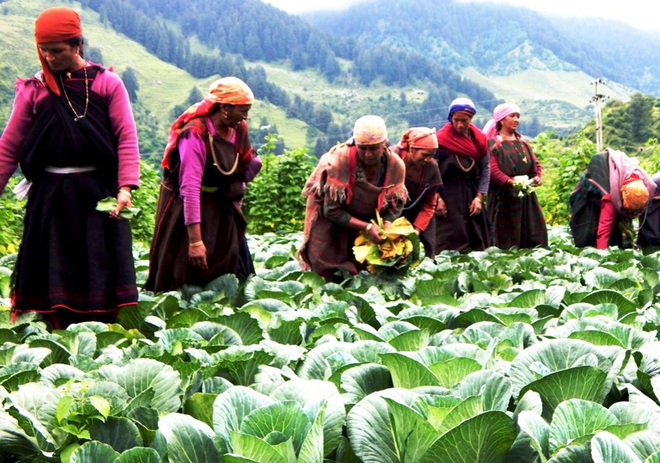 Veggies fetch high prices in Punjab, farmers in Himachal rejoice