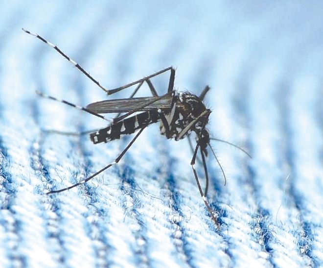 Dengue rears head in Ludhiana