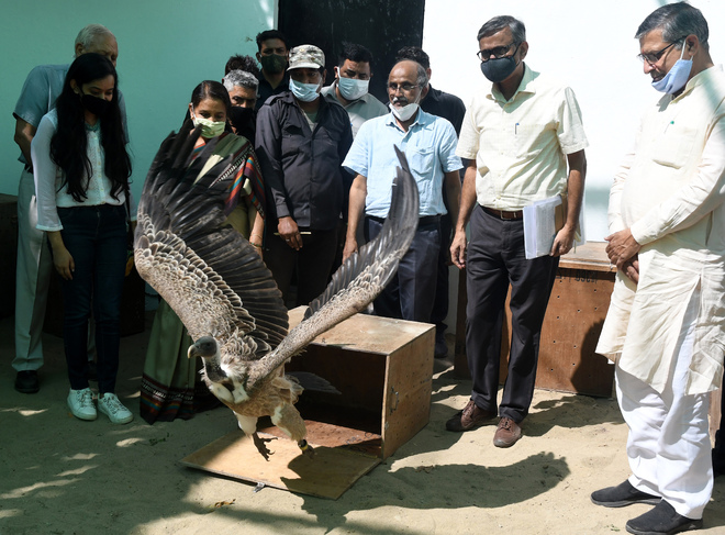 8 critically endangered vultures released into wild
