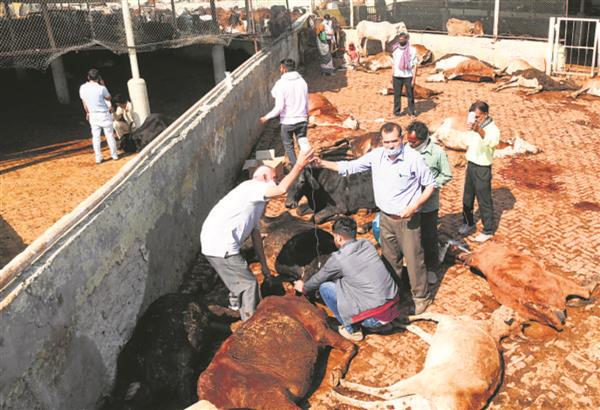 Cattle deaths at Mansa Devi Gaudham: Autopsy hints at food poisoning