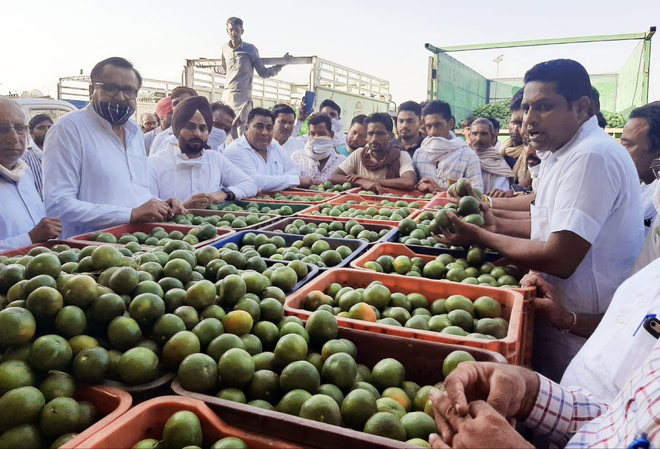 Kinnow sale at Abohar mandi brings cheer to farmers