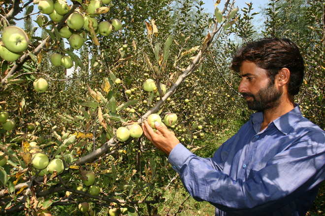 Extreme weather, Covid hit apple crop