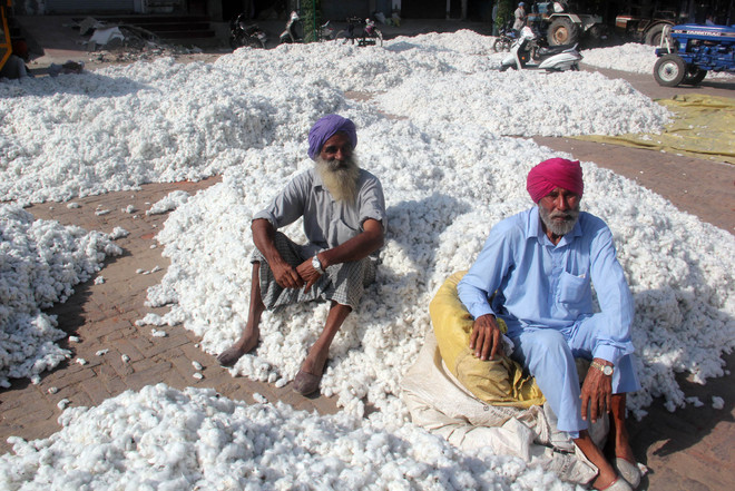 Farmers forced to sell cotton below MSP