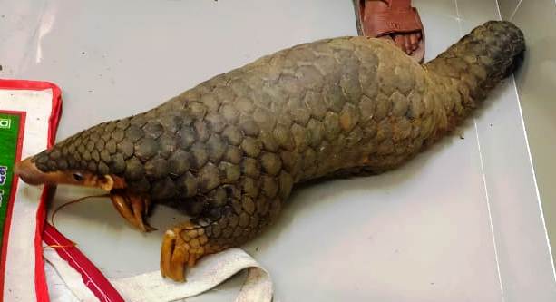 Pangolin headed for Chinese wet market rescued in West Bengal