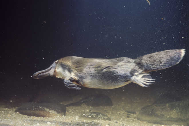 Drying habitat makes Australia's platypus vulnerable, scientists say