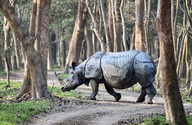 Now there are 42 rhinos in Dudhwa